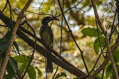 Lophoceros nasutus