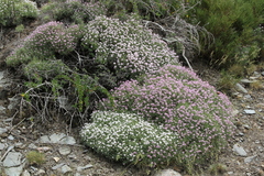 Hormathophylla spinosa