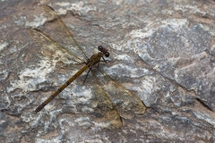 Diphlebia euphoeoides