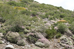 Hormathophylla spinosa