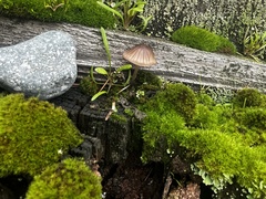 Mycena purpureofusca
