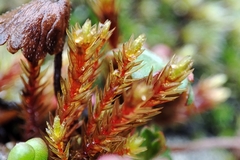 Imbribryum alpinum