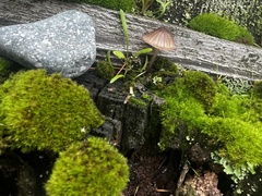 Mycena purpureofusca