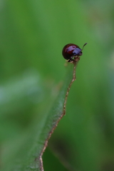 Agathidium