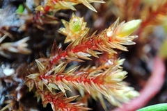 Imbribryum alpinum