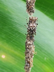 Cyclosa