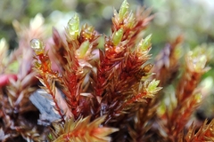Imbribryum alpinum