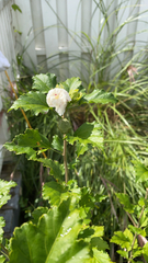 Hibiscus syriacus