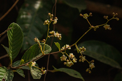 Tetracera potatoria