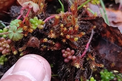 Imbribryum alpinum