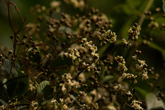 Tetracera potatoria