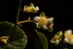 Tetracera potatoria