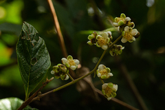 Tetracera potatoria