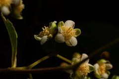 Tetracera potatoria