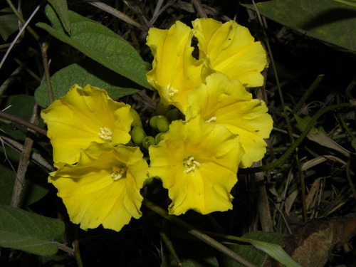 yellow merremia