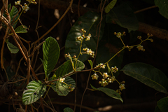 Tetracera potatoria