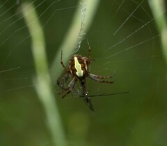 Novaranea queribunda