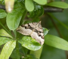 Xanthorhoe semifissata