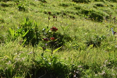 Gentiana purpurea