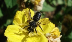 Megachile versicolor