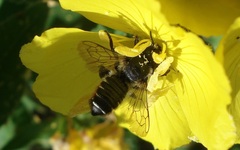 Megachile versicolor