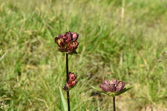 Gentiana purpurea