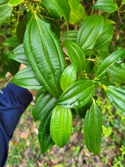 Miconia borinquensis