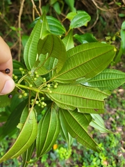 Miconia borinquensis