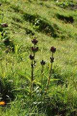 Gentiana purpurea