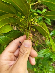 Miconia borinquensis
