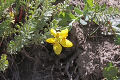 Linum kingii