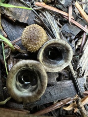 Cyathus stercoreus