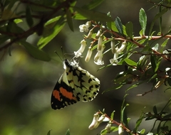 Eroessa chiliensis