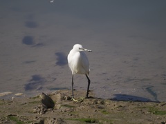 Egretta garzetta