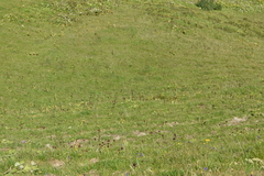Gentiana purpurea
