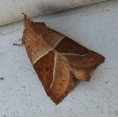Lemmeria digitalis