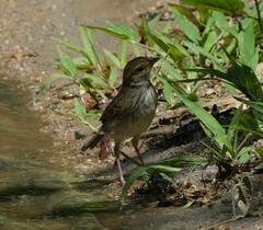 Ammodramus aurifrons