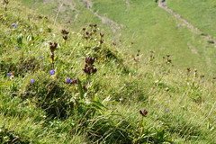 Gentiana purpurea