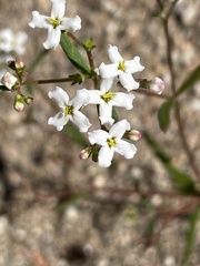 Stenotis arenaria