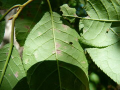Pucciniastrum areolatum