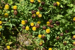 Trifolium badium