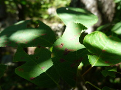Pucciniastrum areolatum