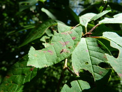 Pucciniastrum areolatum