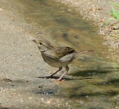 Ammodramus aurifrons