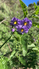 Solanum xanti