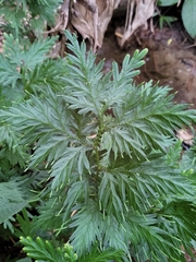 Selaginella plana