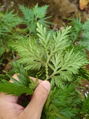 Selaginella plana