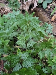 Selaginella plana