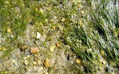 Zostera noltei