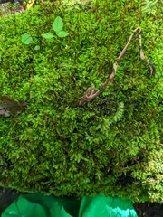 Arthurdendyus australis